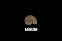 藏品(斯文豪氏小山蝸牛)的圖片